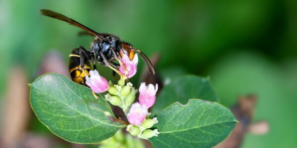 christels hornet 9772694