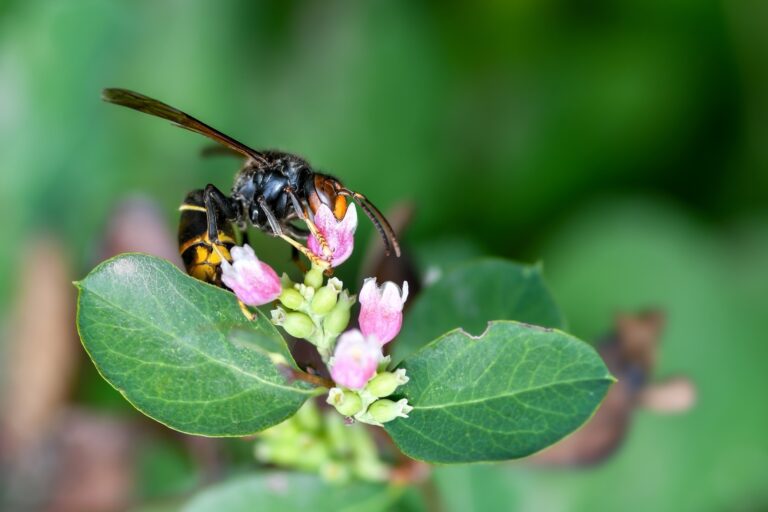christels hornet 9772694