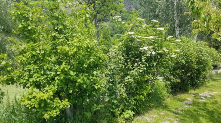 2 WildheckeNeu LisaWirthner Webseite