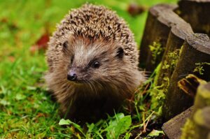 alexas fotos hedgehog child 1759029