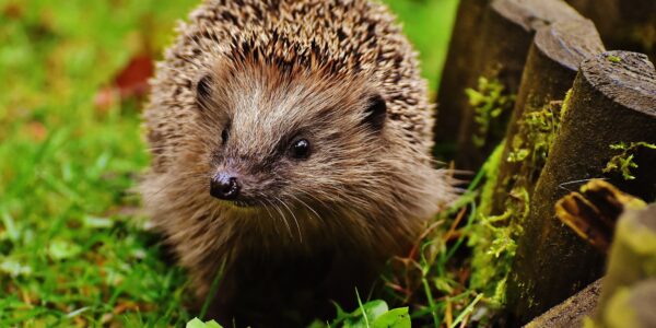 alexas fotos hedgehog child 1759029