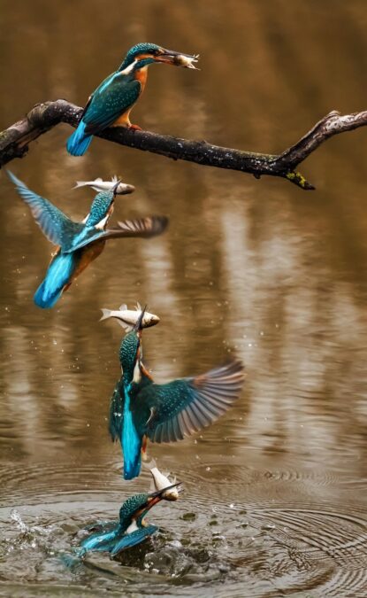 Fischfang Eisvogel