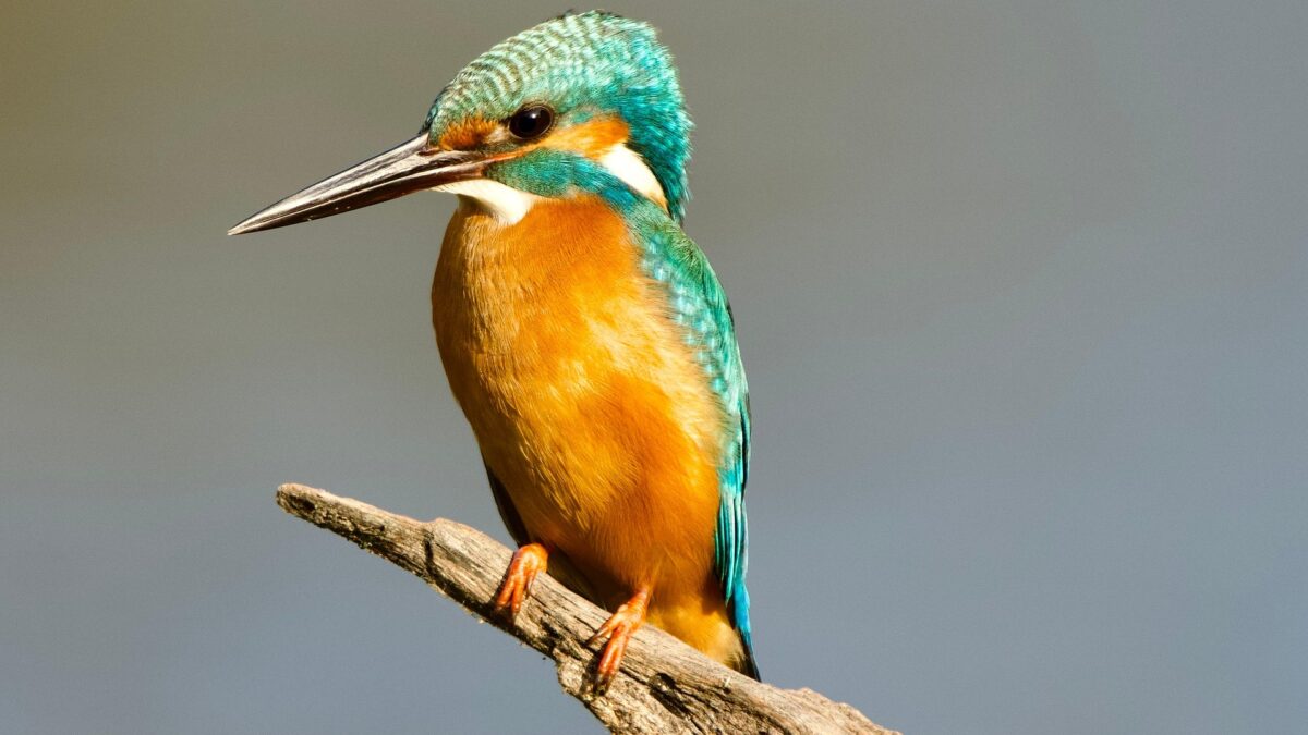Eisvogel
