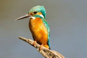 Eisvogel