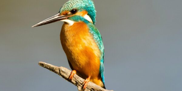 Eisvogel