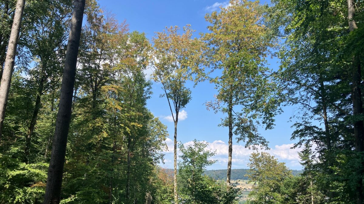 Ausblick Hägeler 8 Aug 26
