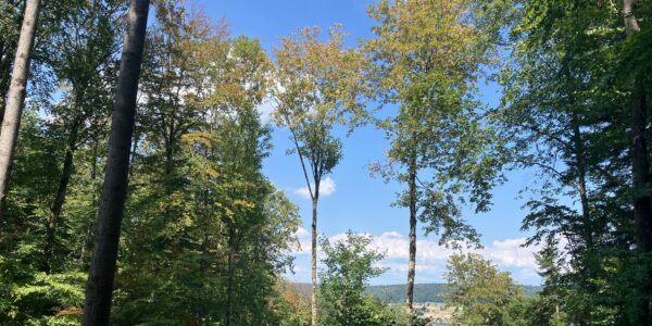 Ausblick Hägeler 8 Aug 26