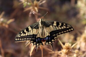 tgm001 swallowtail 5550630