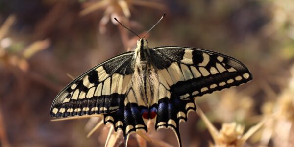 tgm001 swallowtail 5550630