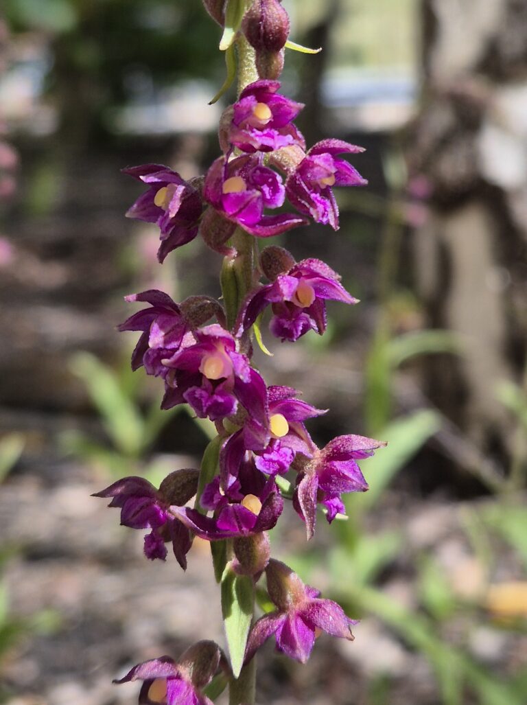 Epipactis atrorubens