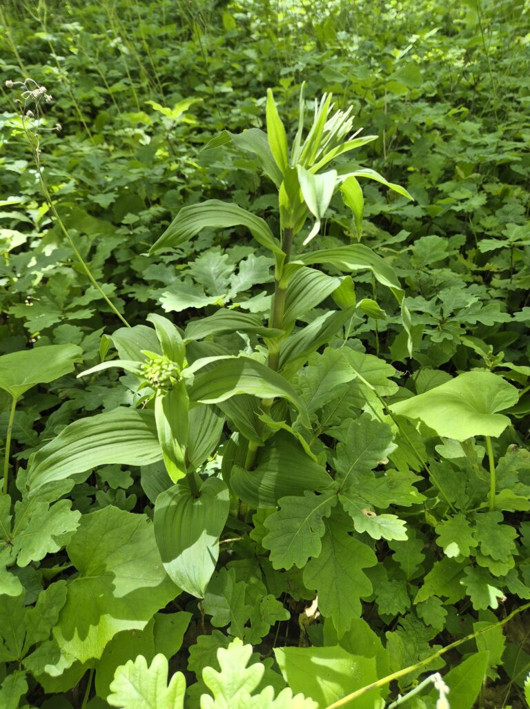 Epipactis helleborine