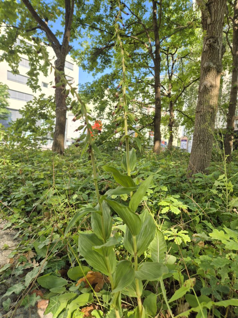 Epipactis helleborine
