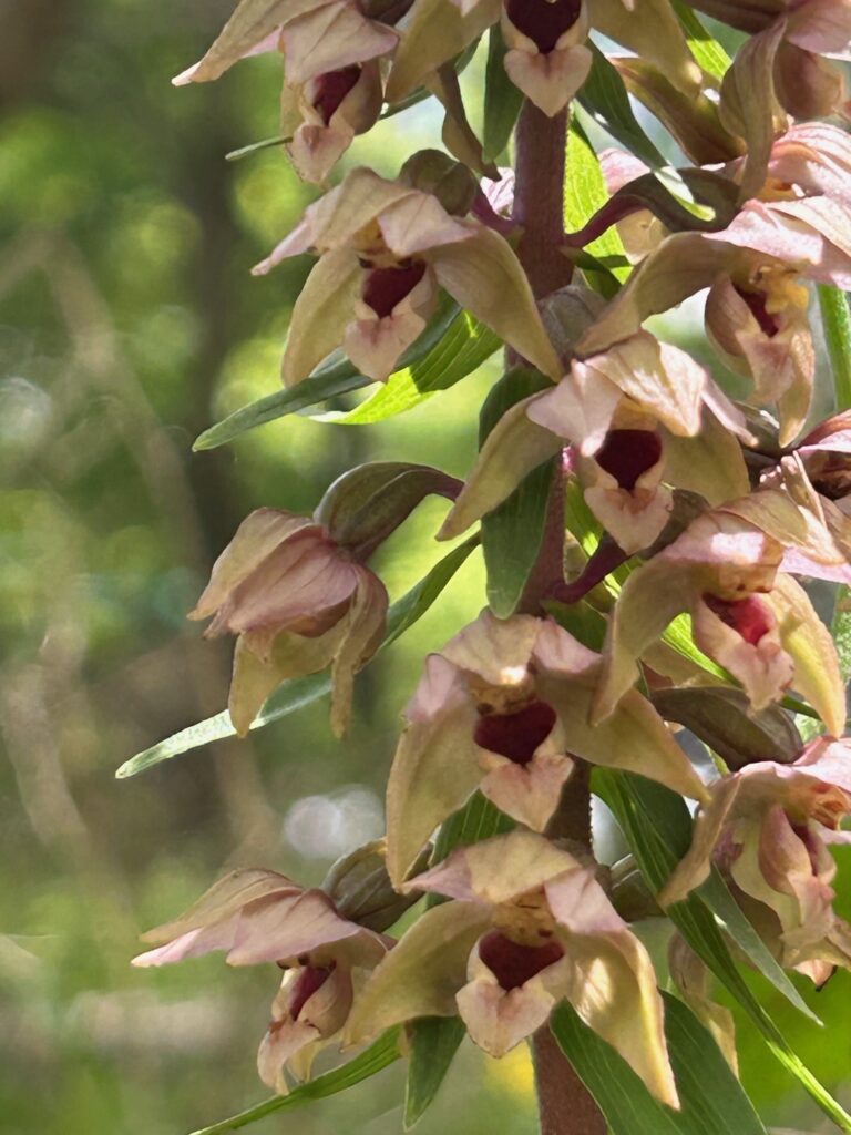 Epipactis helleborine (Foto: Peter Bürki)