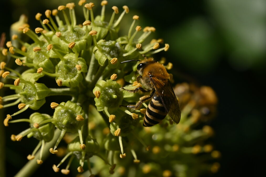Nahaufnahme einer Efeu Sandbiene, die auf den gelb-grünen Blüten eines blühenden Efeus sitzt und Pollen sammelt. Der Hintergrund ist dunkelgrün und unscharf.