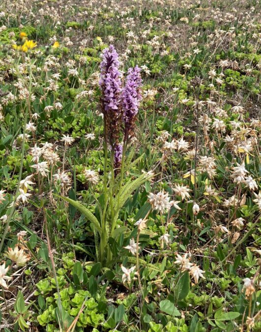 Dactylorhiza maculata supsp. fuchsii cut