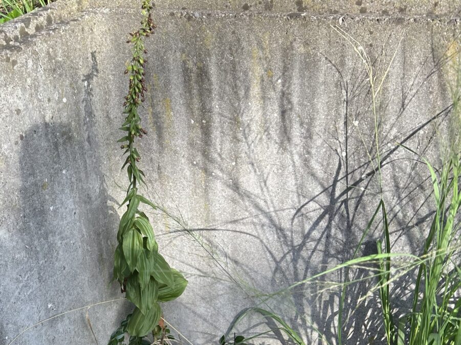 Epipactis helleborine Mellingerstr cut