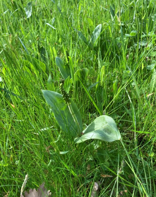 Neottia (Listera) ovata Liebenfels cut
