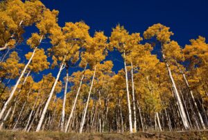 espe im Herbst
