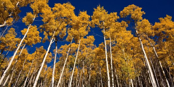 espe im Herbst