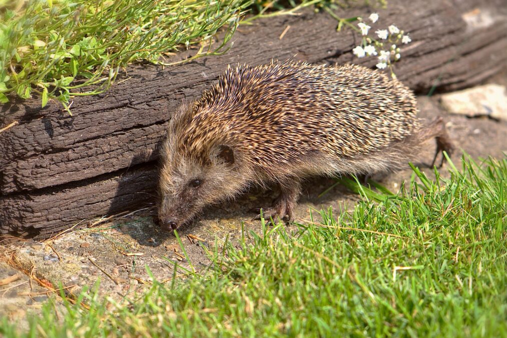 helgaka hedgehog 6655934