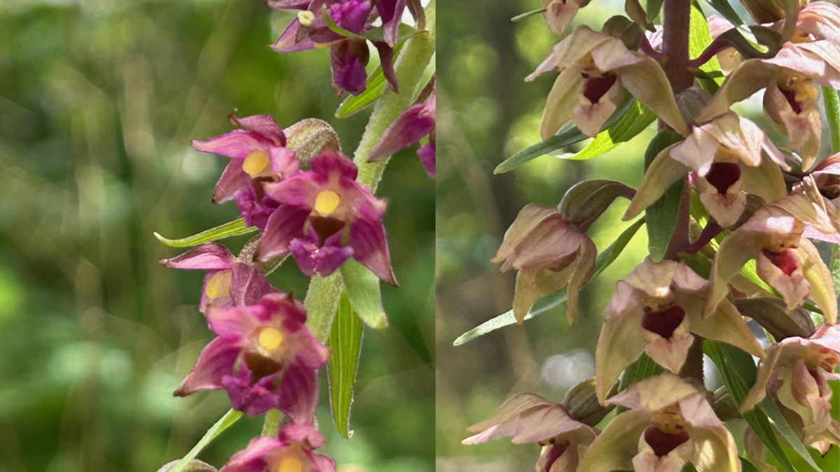 Teaser Orchideenblog