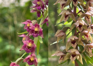 Teaser Orchideenblog