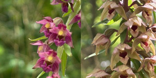 Teaser Orchideenblog