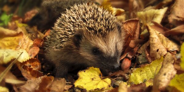 monicore hedgehog 985315